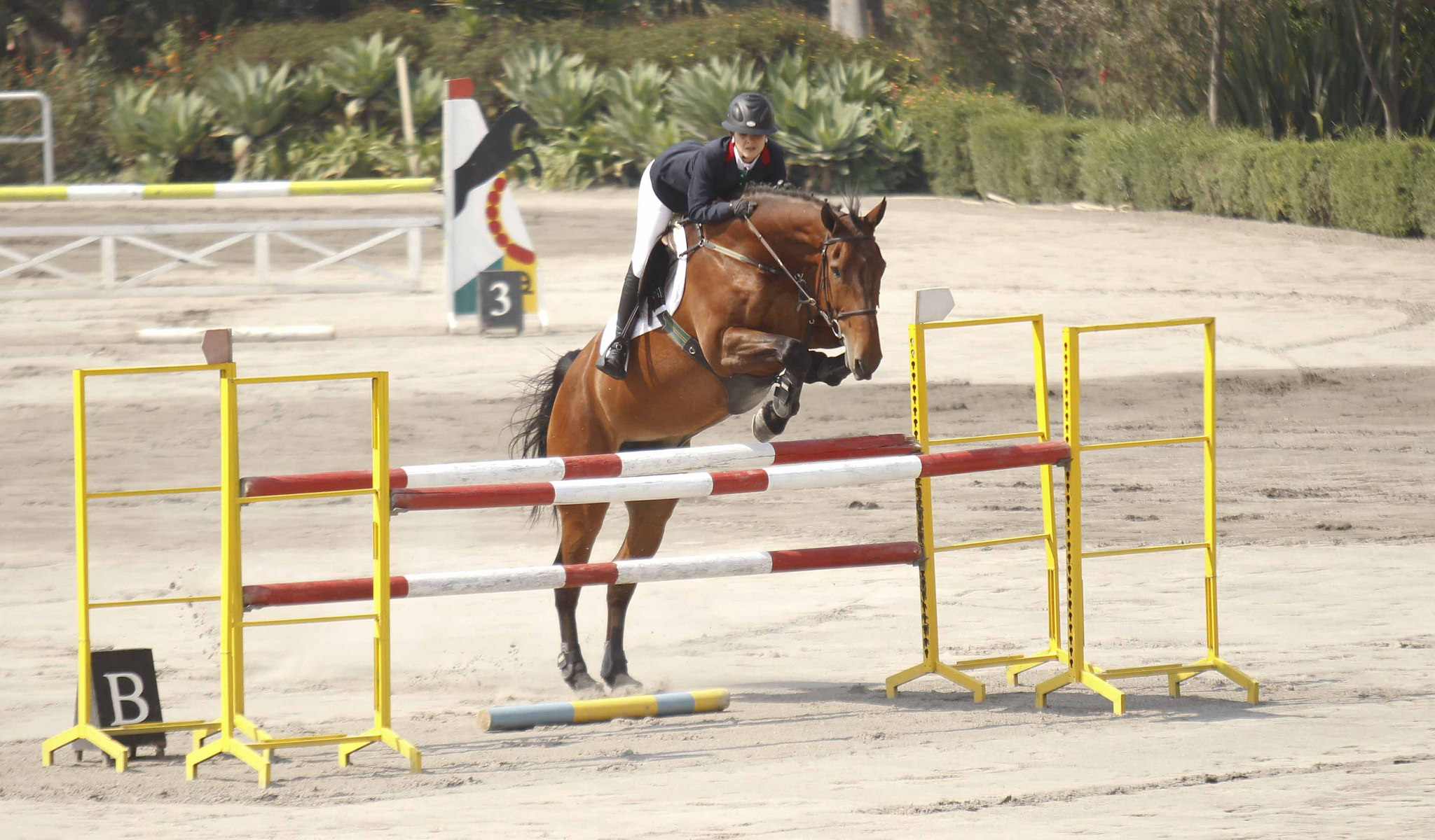 Quito acoge copa internacional ecuestre Ministerio del Deporte